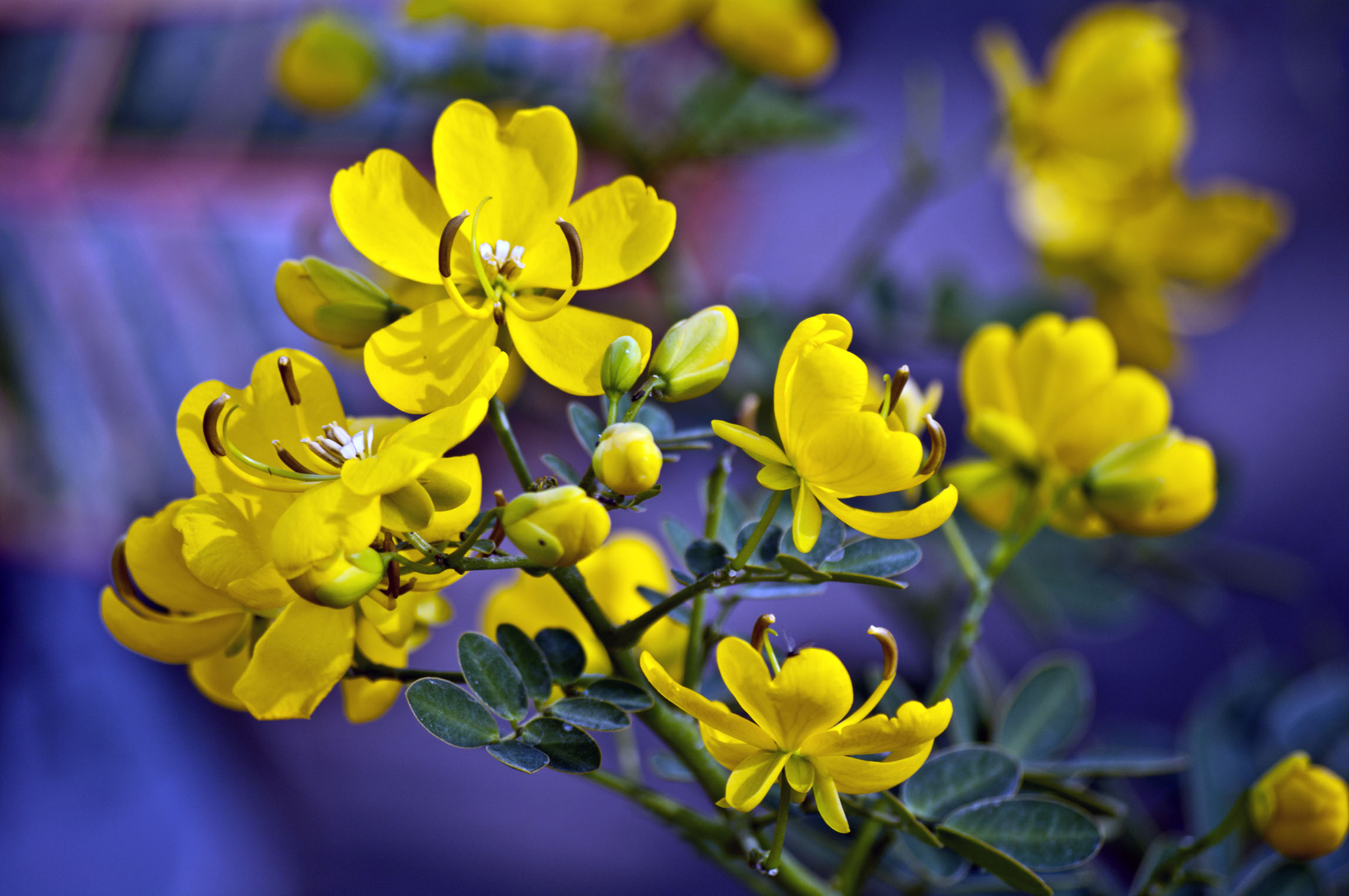 明黃色.jpg 明黃色.jpg